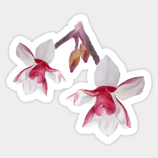 magnolia flower watercolor drawing Sticker